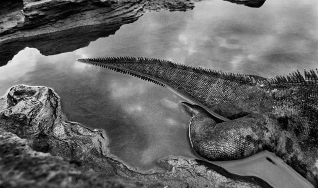 SEBASTIÃO SALGADO EN PHOTO LONDON